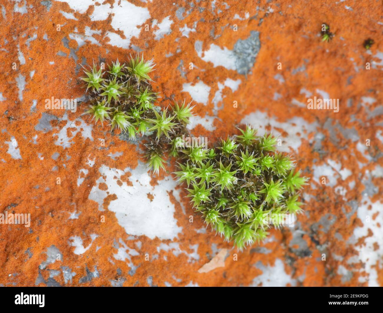 Orthotrichum rupestre, bekannt als Gesteinsborsten-Moos, und Orangenalge namens Trentepohlia aurea, die auf der Felsoberfläche in Finnland wächst Stockfoto