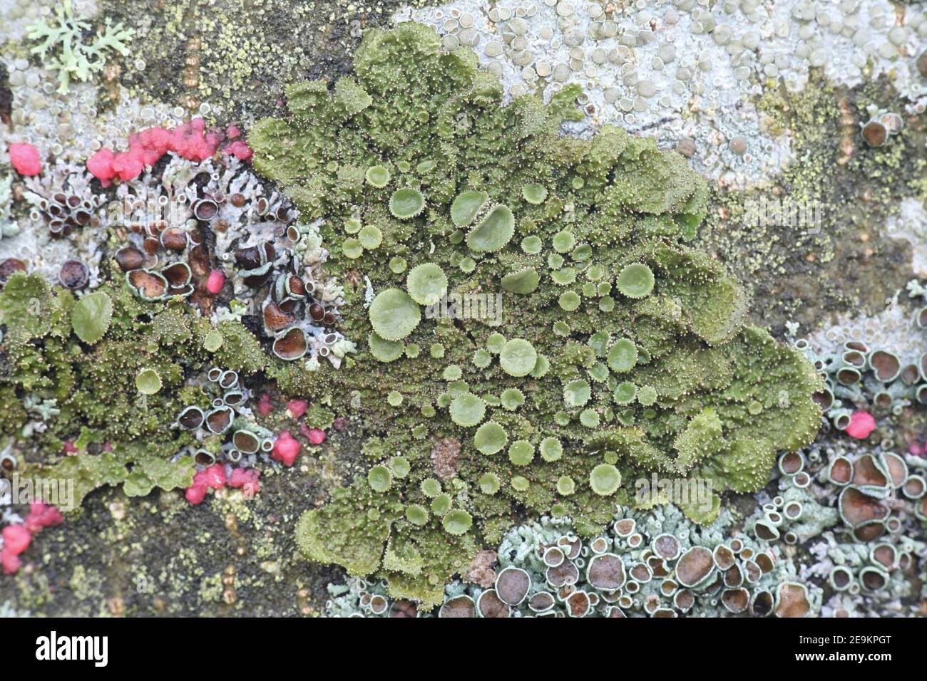 Melanohalea exasperata, eine grüne Blattflechte aus der Familie Parmeliaceae, die auf dem Stamm des Ahornbaums in Finnland wächst Stockfoto