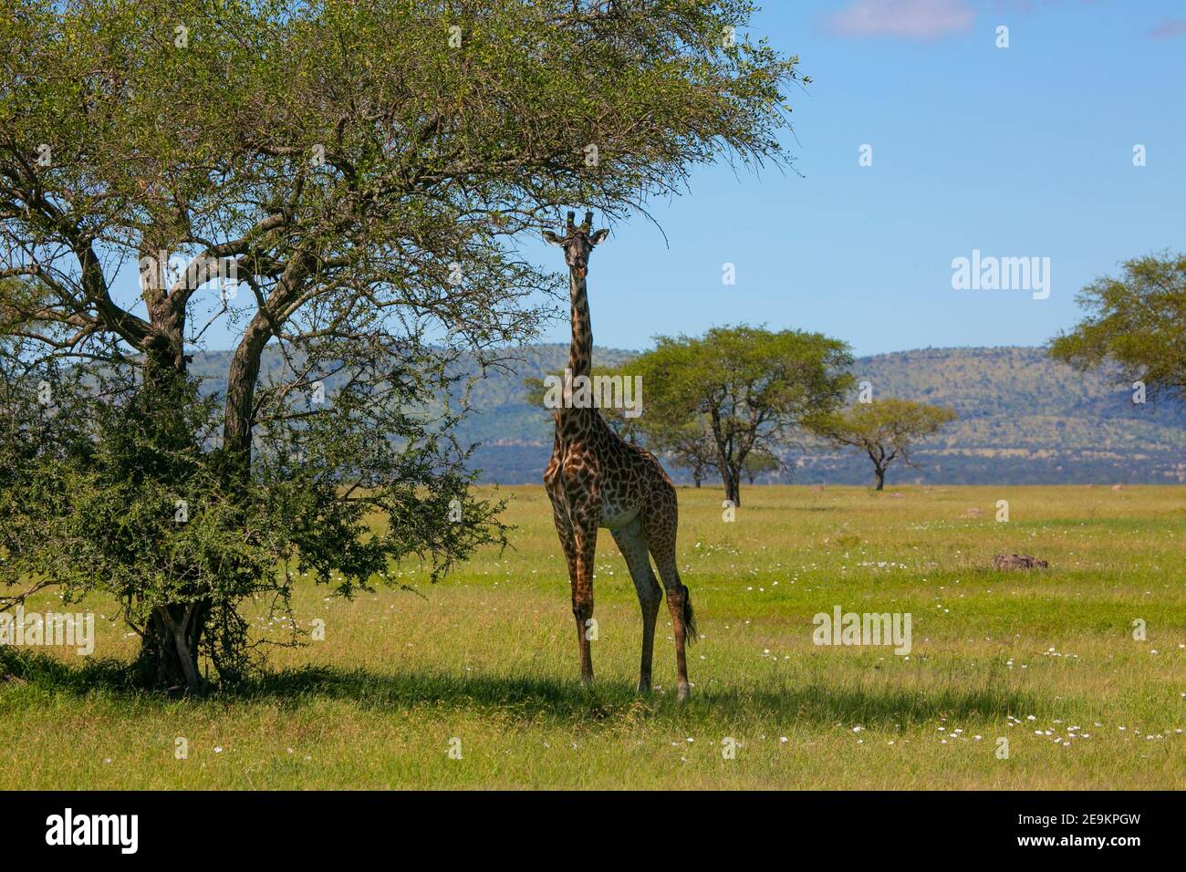 Giraffen im Serengeti Nationalpark von Tansania, Ostafrika Stockfoto