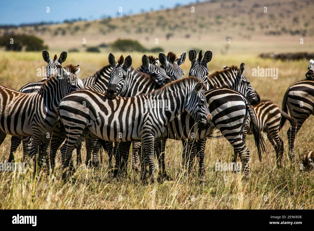 Zebraherde im Masai Mara Wildreservat von Kenia, Ostafrika Stockfoto