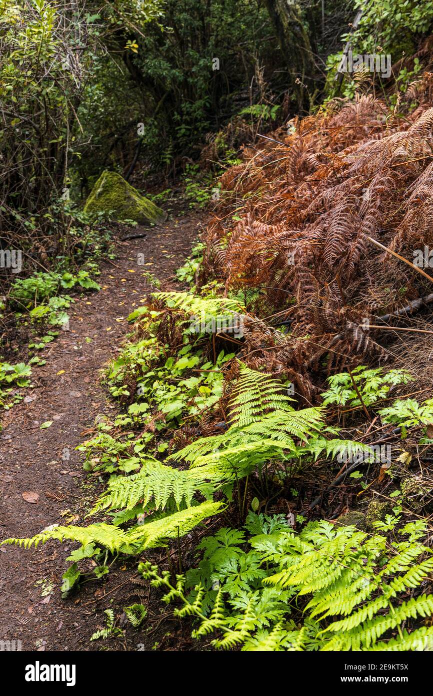 Frische grüne Farnwedel neben alten roten Wedeln auf einem Weg in Monte de Agua, Erjos, teno, Teneriffa, Kanarische Inseln, Spanien Stockfoto