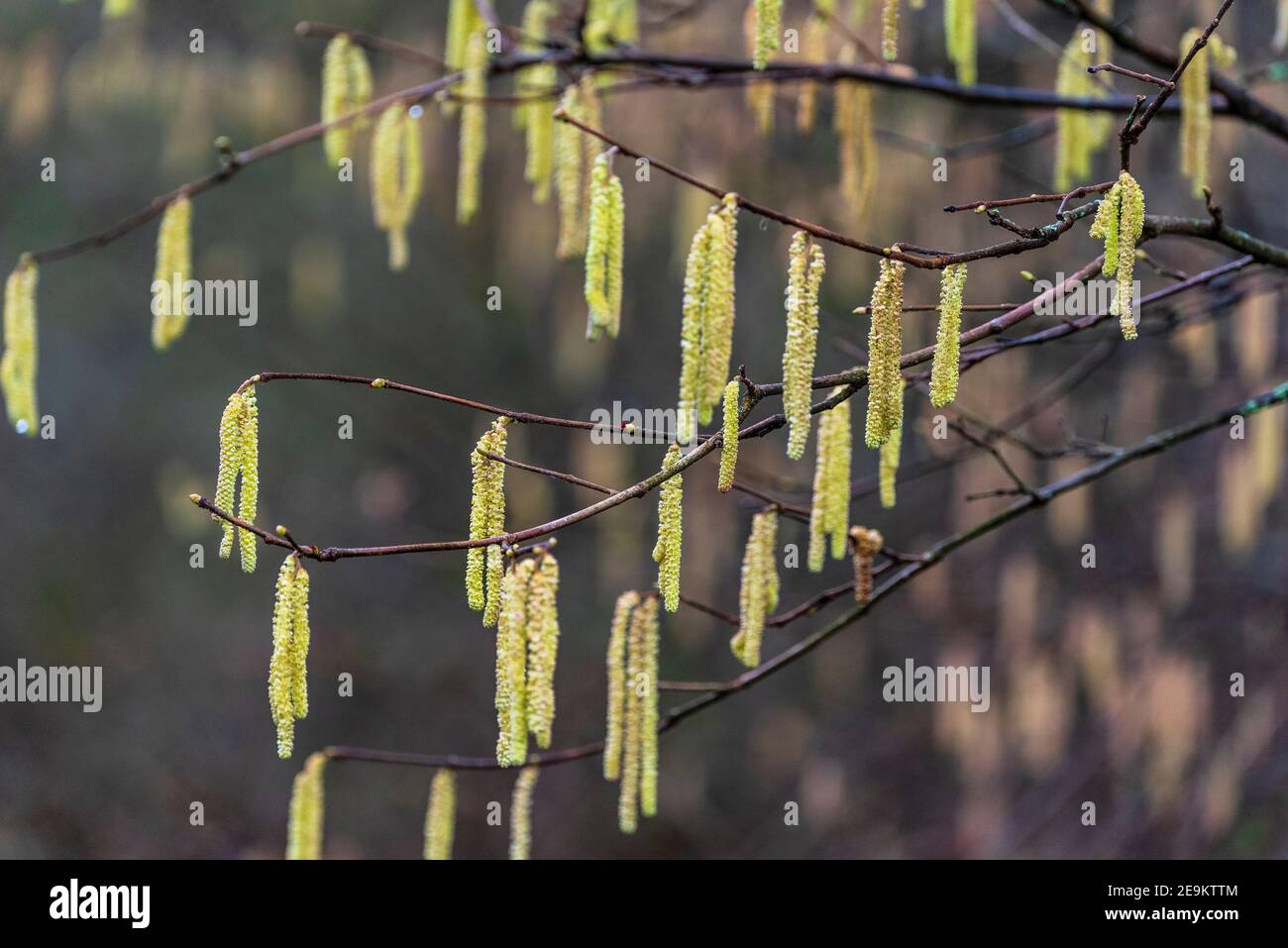 Haselbaum Kätzchen. Haselnuß ist einhäusig, Stockfoto