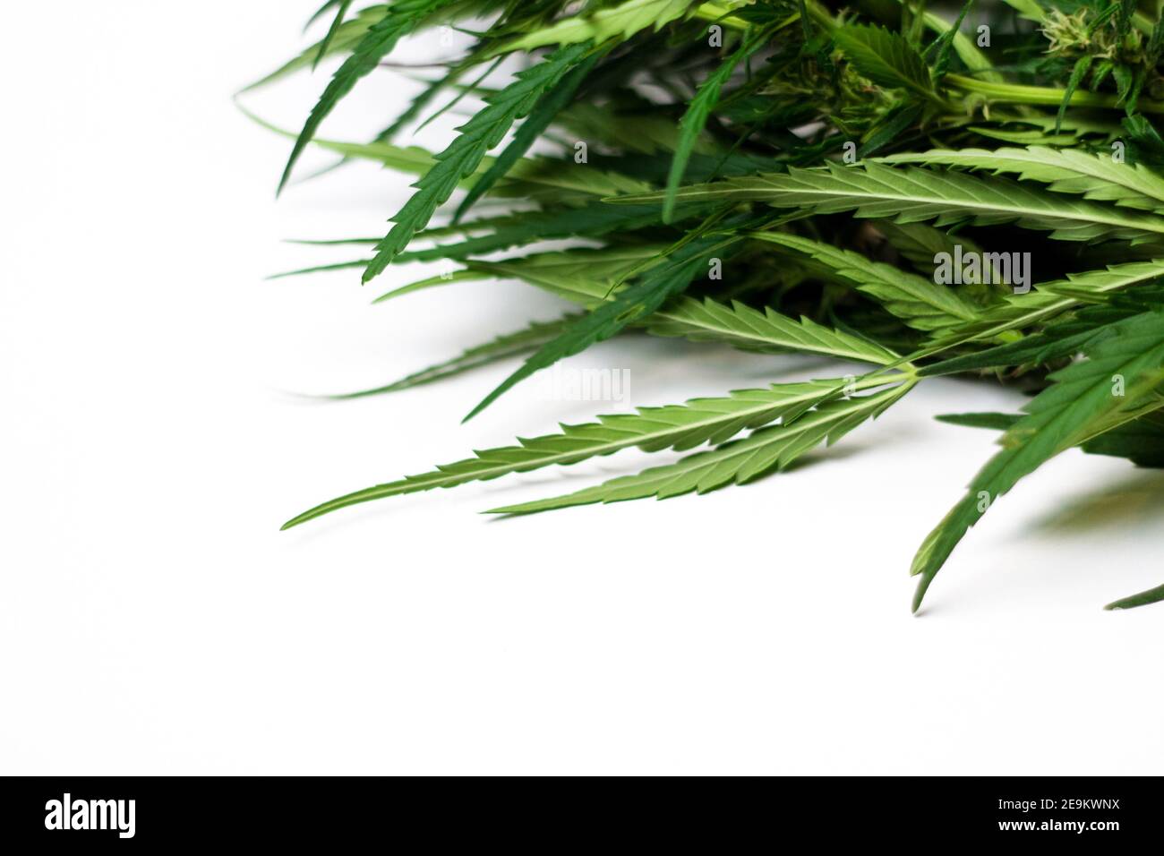 Cannabisblätter, Stängel, Marihuana isoliert auf weißem Hintergrund auf der rechten Ecke. Speicherplatz kopieren. Pflanze von Marihuana medizinische Verwendung mit einem hohen Gehalt Stockfoto