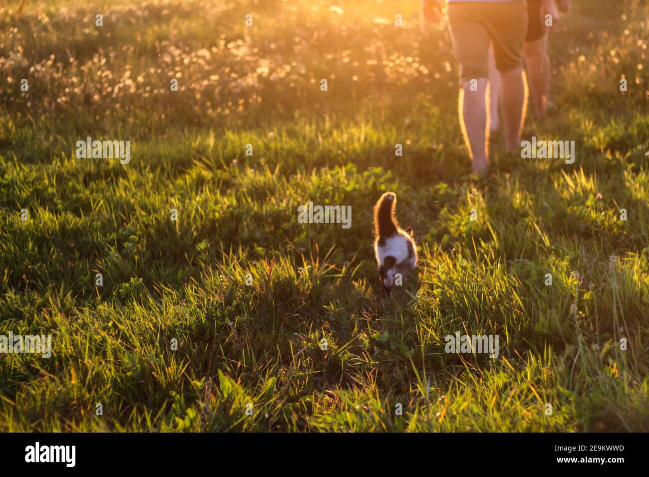Glückliches Leben. Harmonie Grünes Gras Hintergrund mit Sonnenstrahl. Helles natürliches Bokeh. Rückansicht von beschnittenen Menschen und Katze mit erhobenem Schwanz in grün Stockfoto