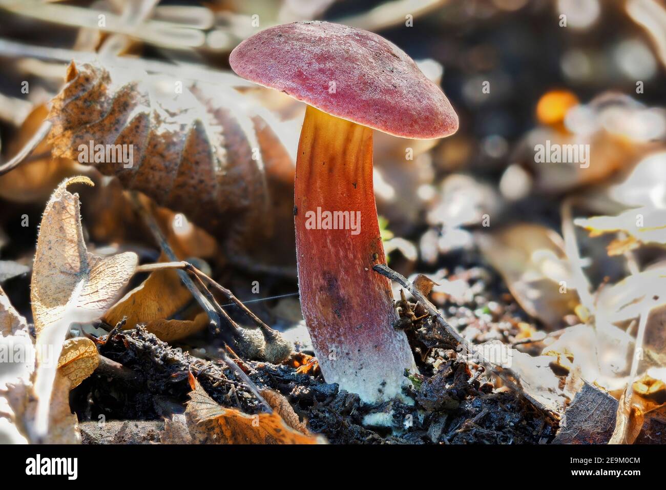 Der Ruby Bolete (Hortiboletus rubellus) ist ein essbarer Pilz , ein faszinierender Foto Stockfoto