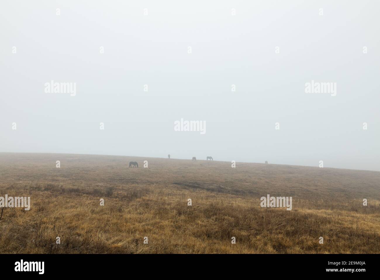 Pferde auf einer nebligen Wiese Stockfoto