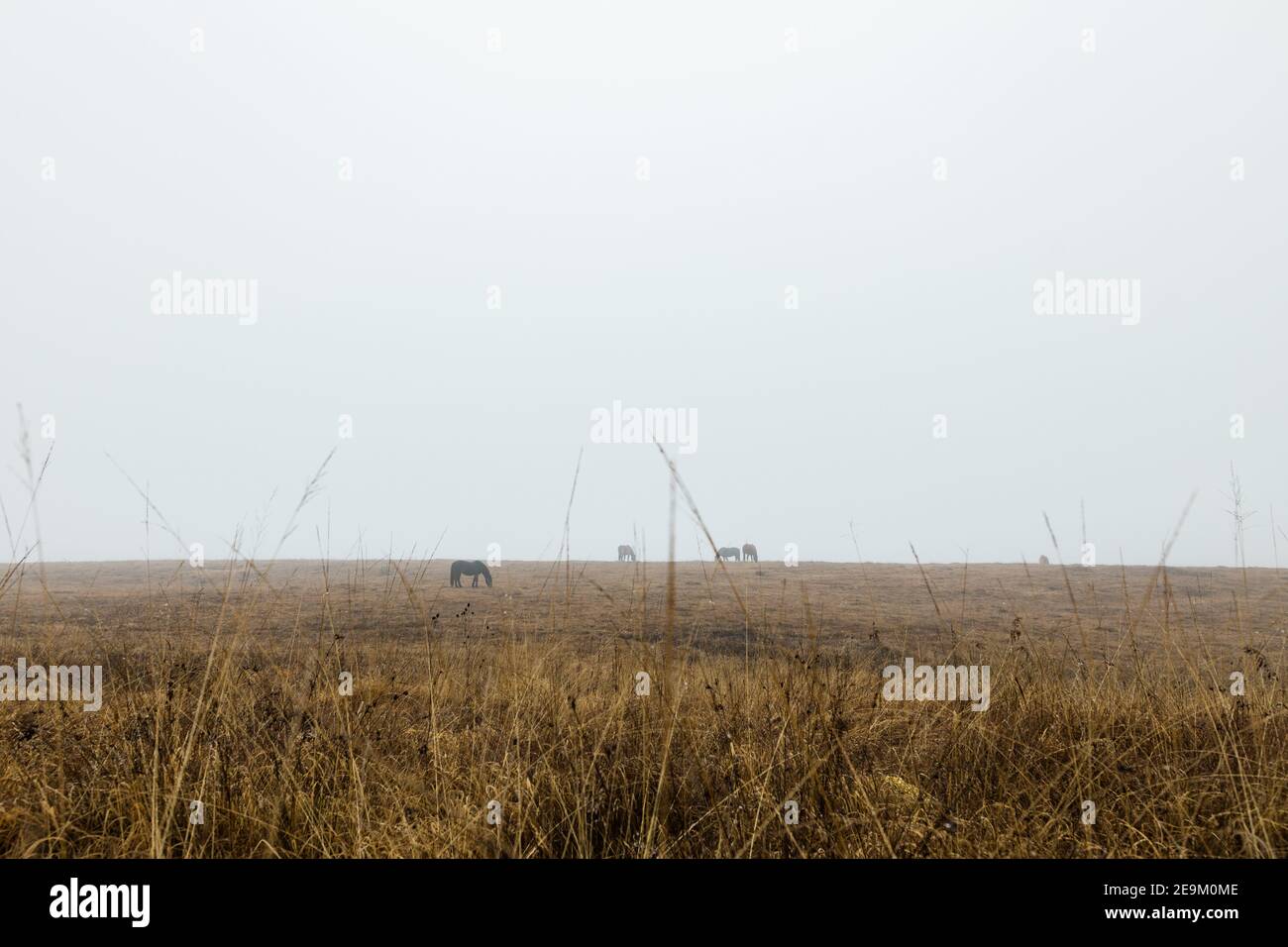 Pferde auf einer nebligen Wiese Stockfoto