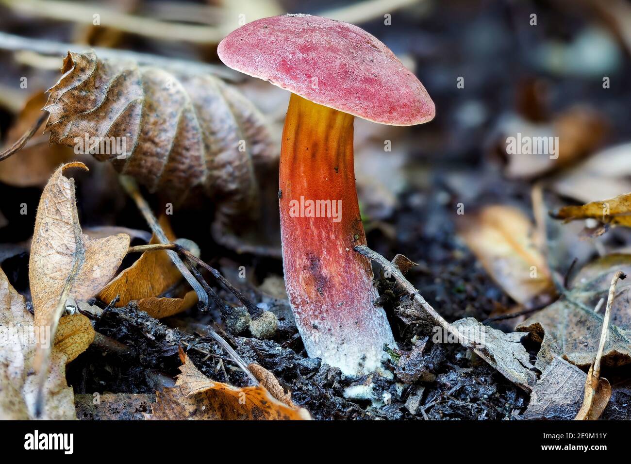 Der Ruby Bolete (Hortiboletus rubellus) ist ein essbarer Pilz , ein faszinierender Foto Stockfoto