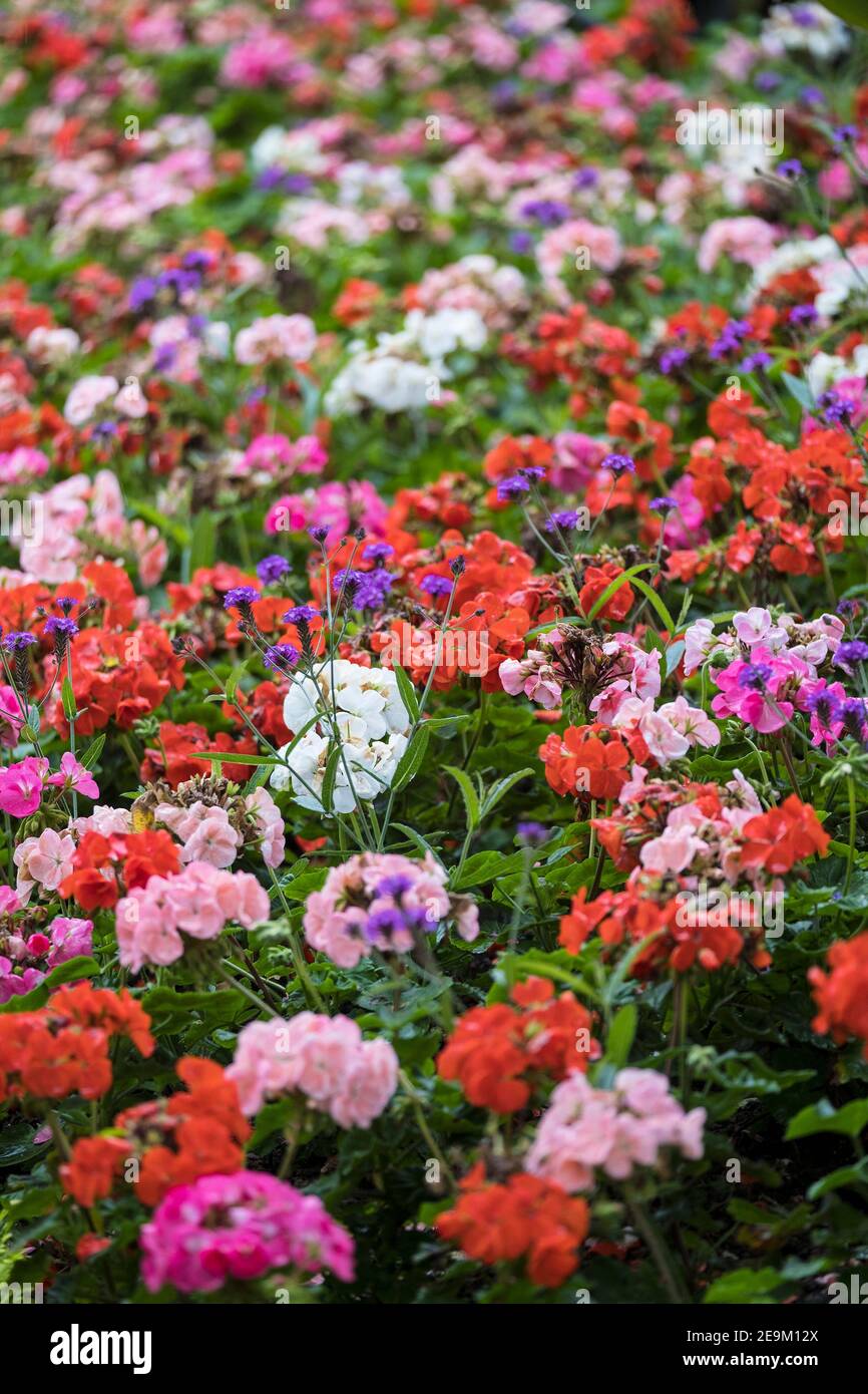 Verschiedene bunte Geranien pelargoniums und Virbena bonariensis wachsen in einem Blumenbeet in einem Garten. Stockfoto