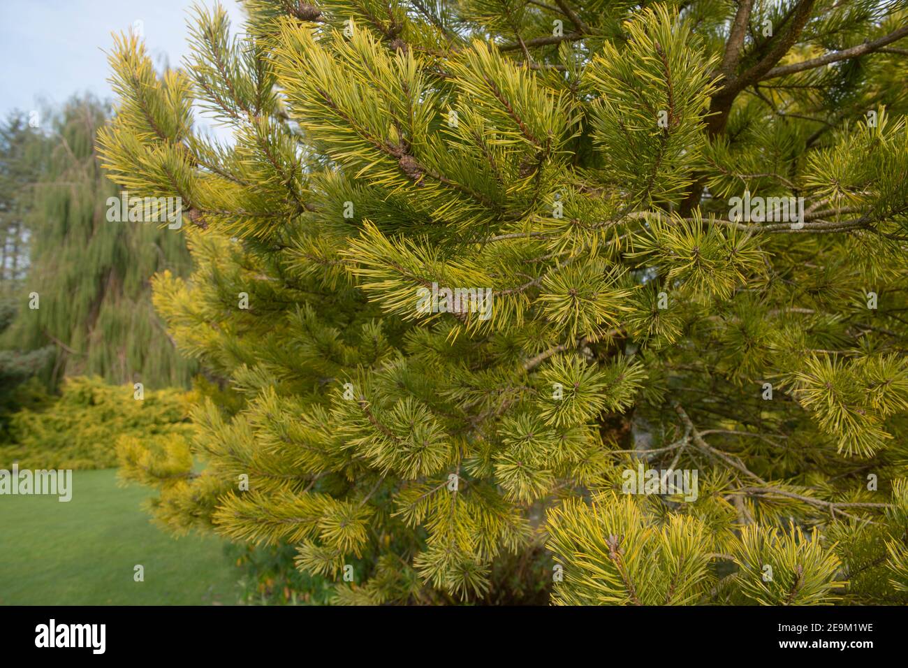 Helles goldgelbes Winterbärb eines immergrünen Schotten Kiefernstrauch (Pinus sylvestris 'Gold Coin'), der in einem Garten in Rural Devon, England, Großbritannien wächst Stockfoto