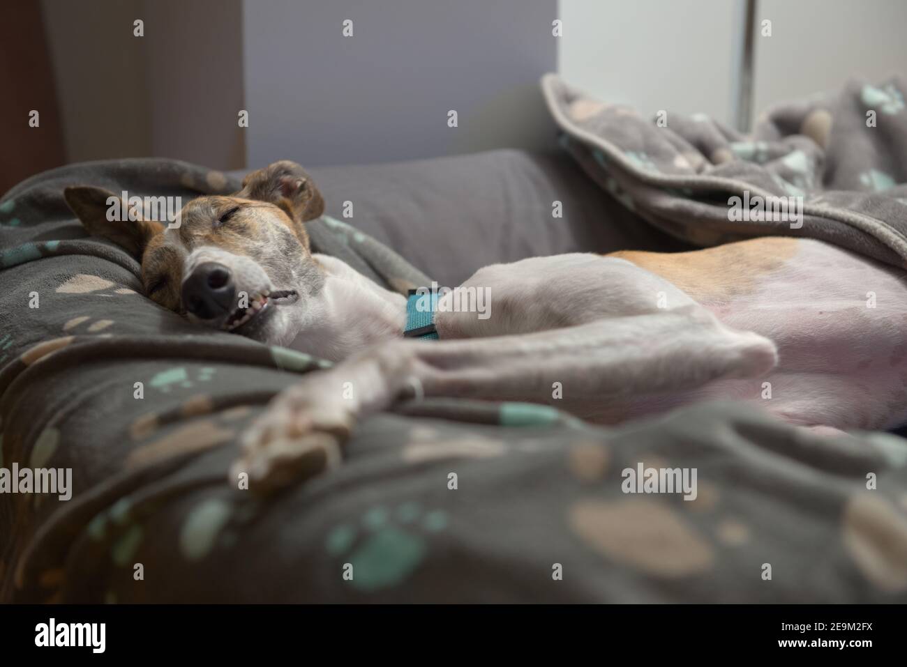 In einem tiefen Schlaf streckt sich eine große weibliche Windhundhündin mit einem ungewöhnlichen Gesicht in ihrem Hundebett aus. Augen geschlossen und Zähne gezeigt, wie sie schlummert. Stockfoto
