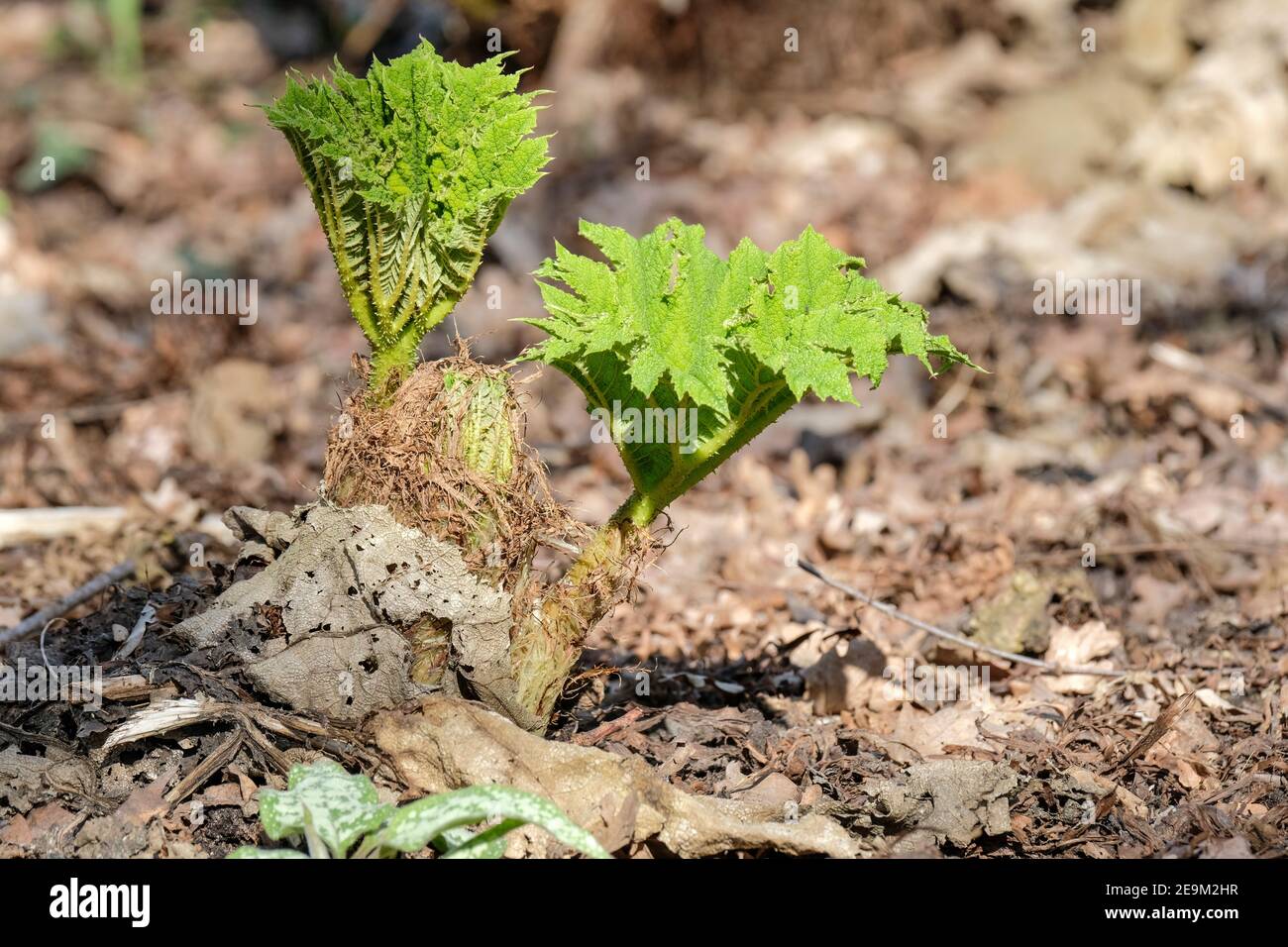 Junge Triebe von Gunnera manicata im Frühjahr, Riese Rhabarber chilenischen Rhabarber. Brasilianischer Riese-Rhabarber, Dinosaurier-Lebensmittel Stockfoto