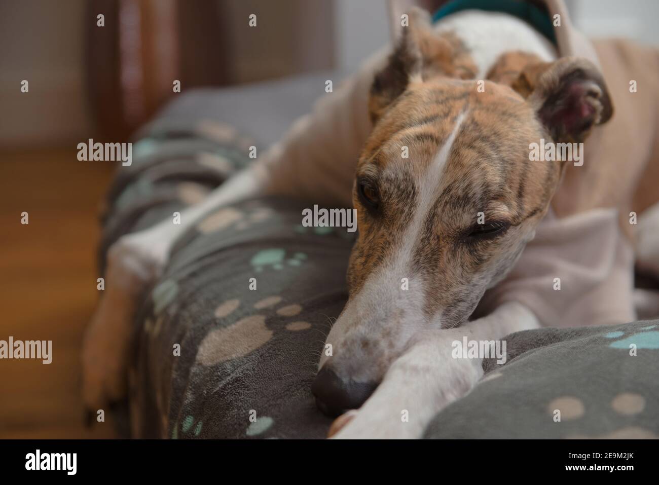 Hund im Schlafanzug sieht in diesem Nahaufnahme Porträt satt. Symmetrische brindle und weißen Pelz Färbung, mit einem Gesamt blau, orange und braun Thema Stockfoto
