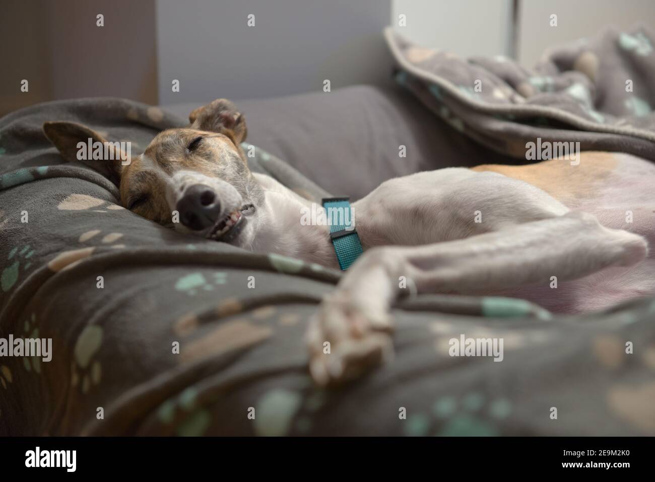 Hundedecken und Hundebett unterstützen diesen großen angenommenen Hund Windhund, während sie auf ihrer Seite mit ausgestreckter Pfote schläft. Charakteristisches Nickerchen für diese Rasse. Stockfoto