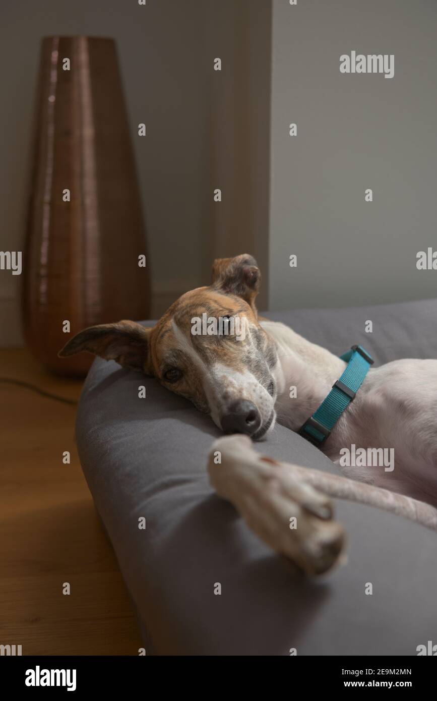 Mittelgroßes vertikales Porträt eines großen Windhundes, der auf ihrem luxuriösen Bett liegt. Glänzende Vase im Kupferstil im Hintergrund, die einen modernen Touch verleiht. Stockfoto