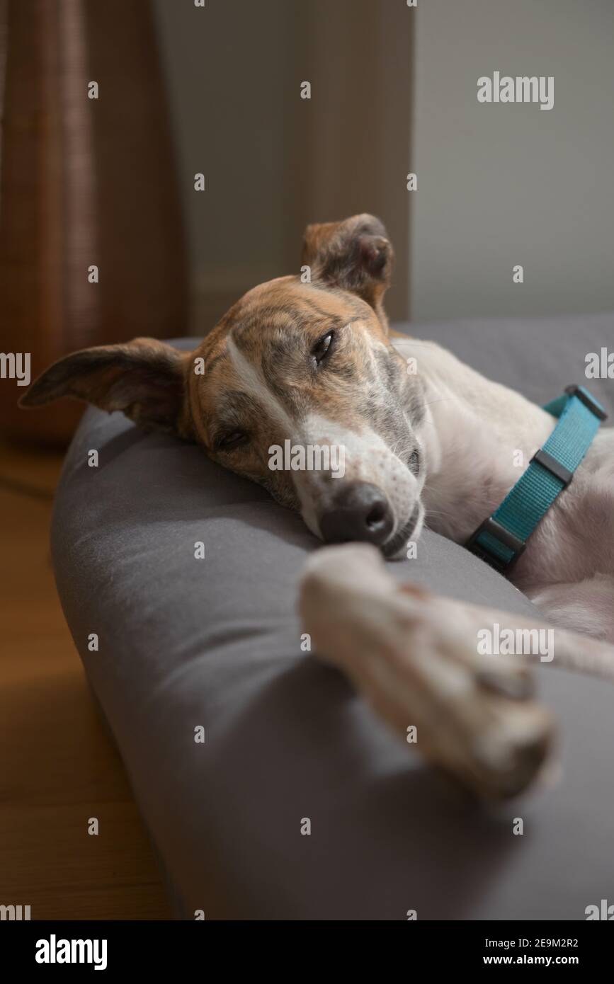 Ein Windhund-Hund schließt langsam ihre Augen, während sie in einem bequemen Hundebett schläft. Große weiche Ohren Flop in einer komischen Art und Weise. Stockfoto