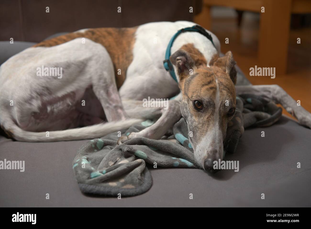 Ein Adoptivhund rollt sich mit ihrer Pfote gemusterten Decke auf einem grauen Hundebett zusammen. Weißes und gestromt gefärbtes Fell mit einem Lounge Couchtisch Hintergrund Stockfoto