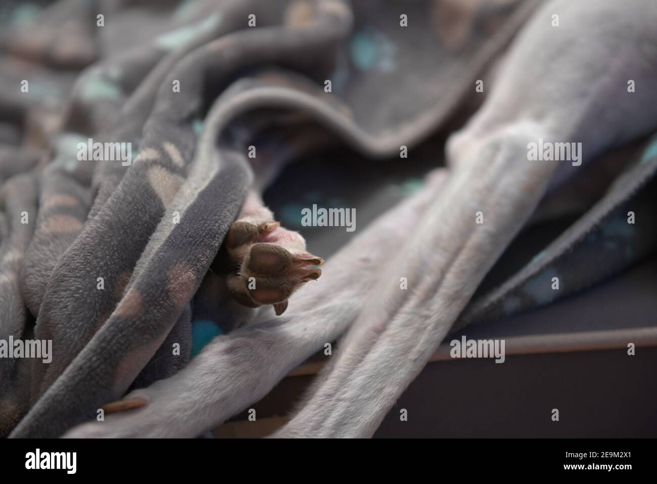 Nahaufnahme der Pfote eines Windhunds, die unter ihrer gemusterten Decke aus der Pfote herausragt. Muskulöse und schlanke weiße Vorderbeine zu sehen. Stockfoto