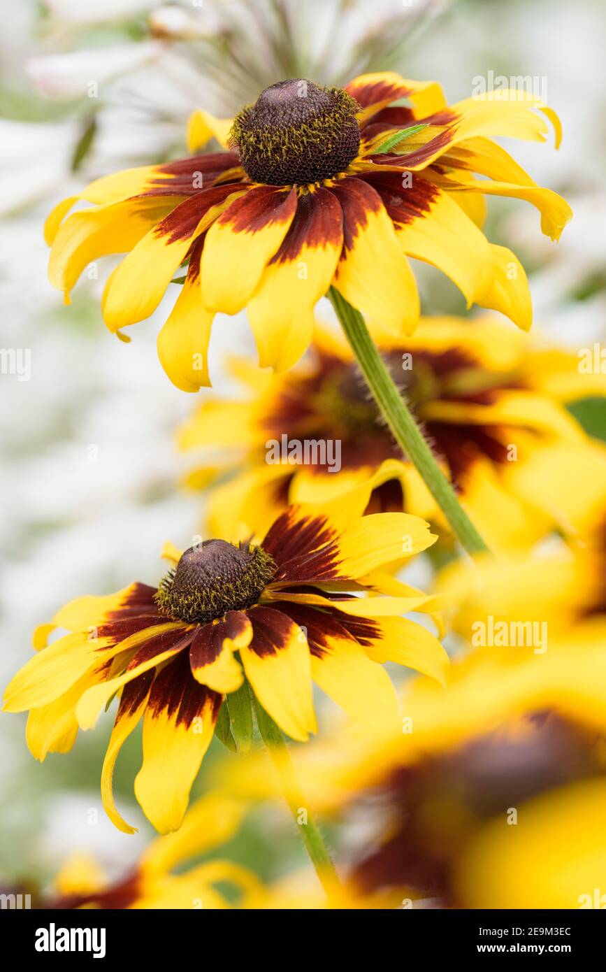 Rudbeckia 'Berlin'. Schwarzäugige susan 'Berlin', Gloriosa Daisy 'Berlin', Coneflower 'Berlin' Stockfoto