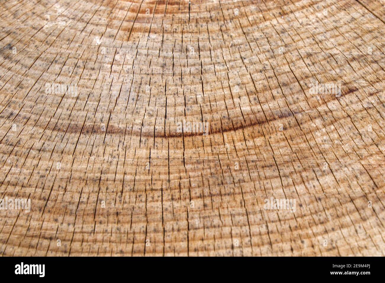 Nahaufnahme eines Schnittbaums mit Altersringen - ideal für Hintergrund oder Tapete Stockfoto