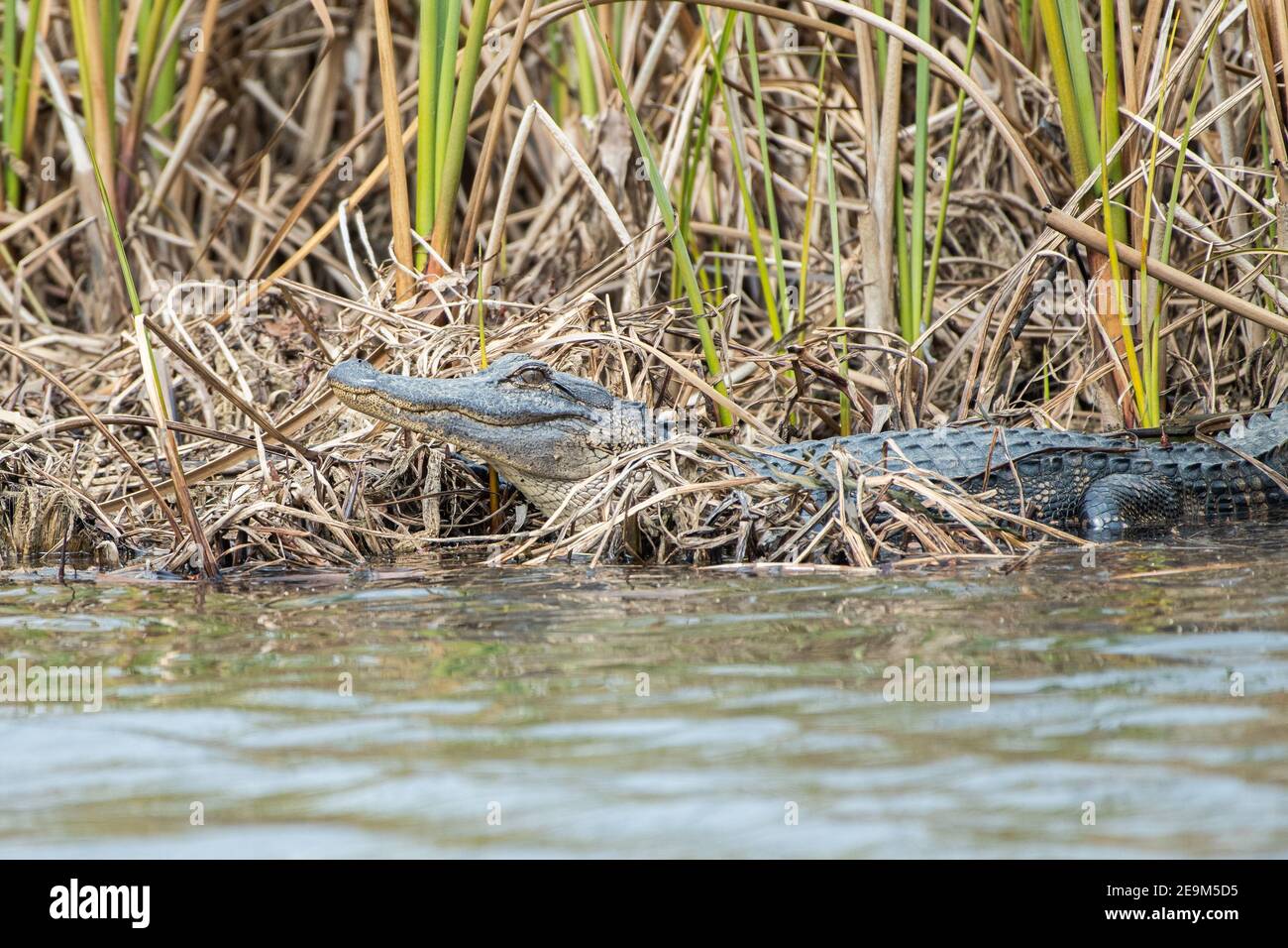 Junger amerikanischer Alligator am Rande des Wassers Stockfoto