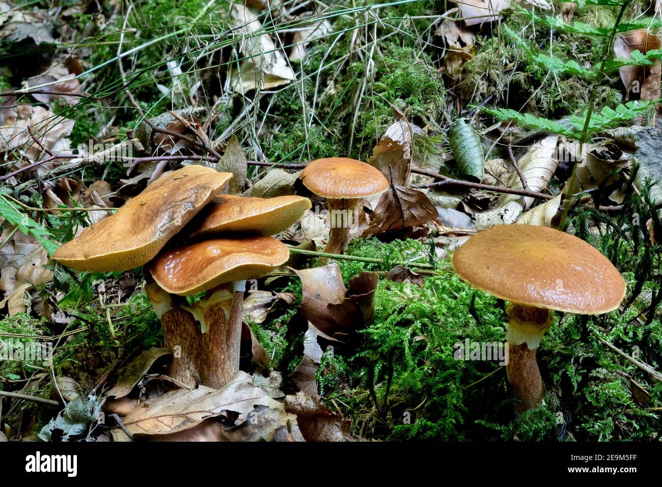 Suillus grevillei (gemeinhin als Grevilles bolete und Lärche bolete bekannt) ist ein Mykorrhiza Pilz mit einem engen, brillant gefärbten Kappe, glänzend und wir Stockfoto