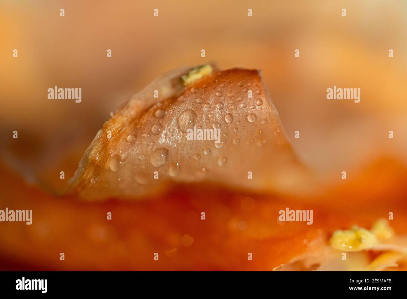 Nahaufnahme einer Pomelo-Schale Stockfoto