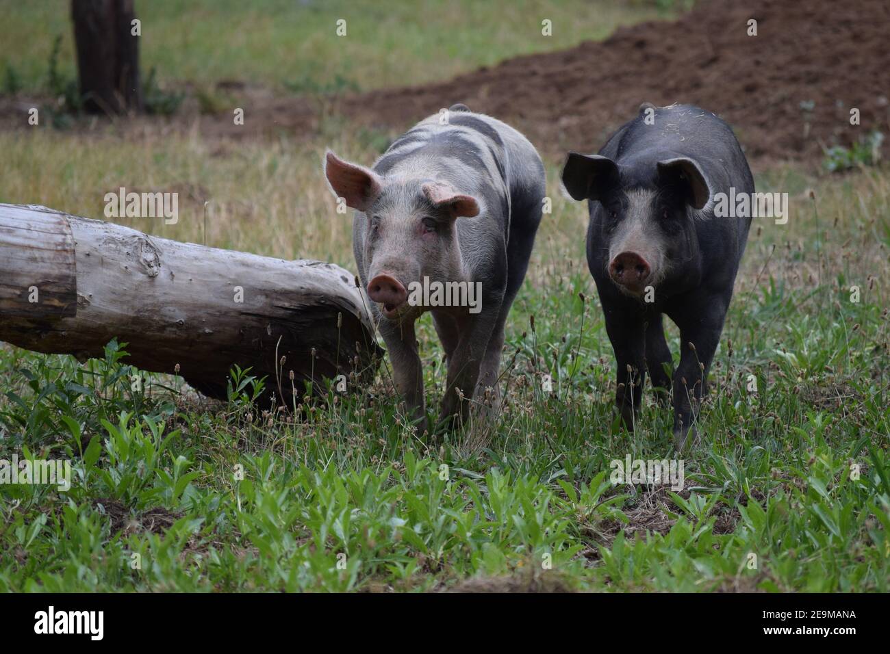 Schweine von verschiedenen Hautfarben Stockfoto