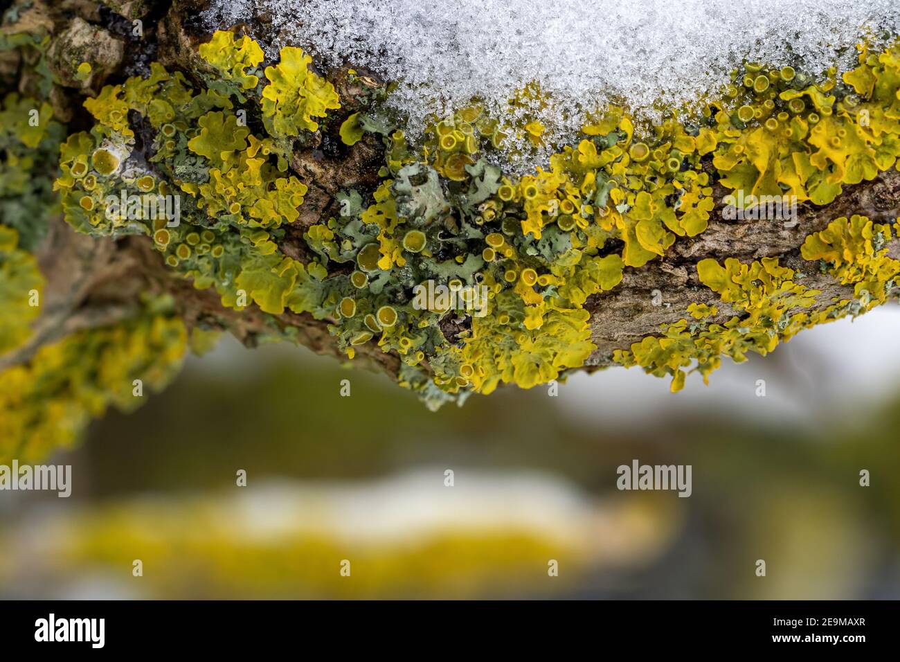 Nahaufnahme der gemeinsamen orangen Flechten (gelbe Skala) Auf dem schneebedeckten hölzernen Ast im Winter Stockfoto