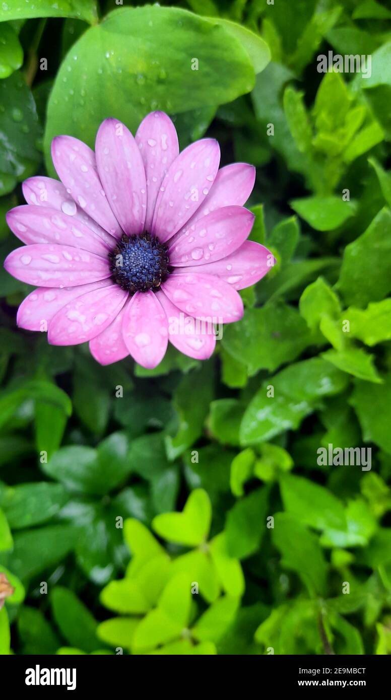 Kleine Rosa Blume Stockfoto