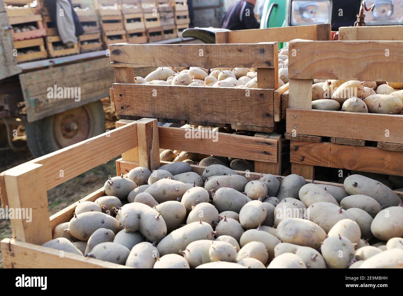 Landwirtschaftliche Kartoffelanbau oder Kartoffelpflanzen Stockfoto