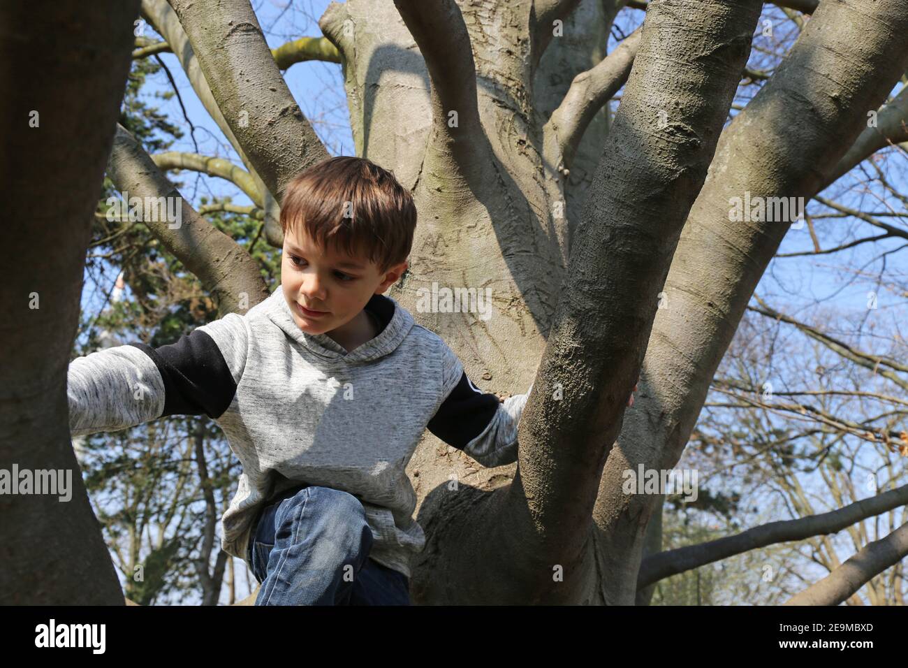 Sieben Jahre alter Junge klettert auf einen Baum (Modell veröffentlicht) Stockfoto