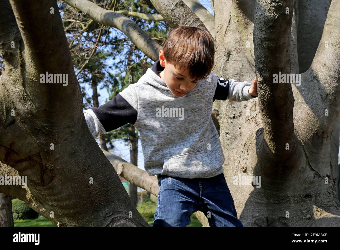 Sieben Jahre alter Junge klettert auf einen Baum (Modell veröffentlicht) Stockfoto