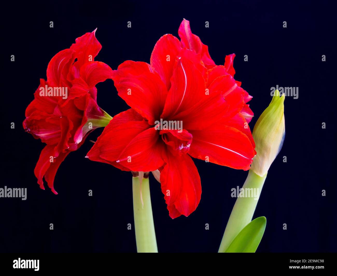 Amaryllis ist eine Knollenpflanze mit einem Durchmesser von 5–10 cm. Sie hat mehrere bandförmige, grüne Blätter, 30–50 cm lang und 2–3 cm breit, arr Stockfoto