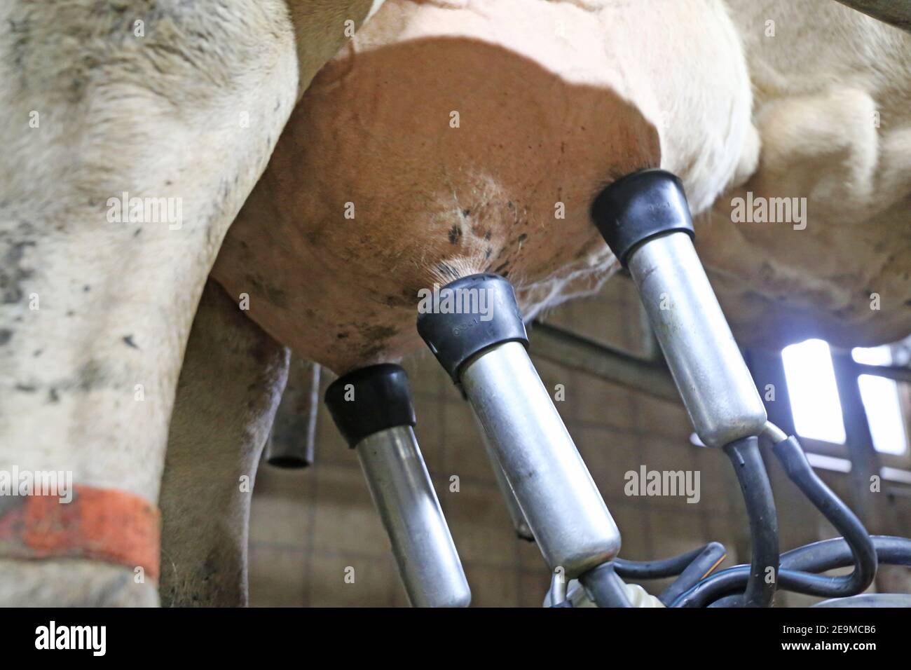 Melken einer Kuh mit Melkmaschine Stockfoto
