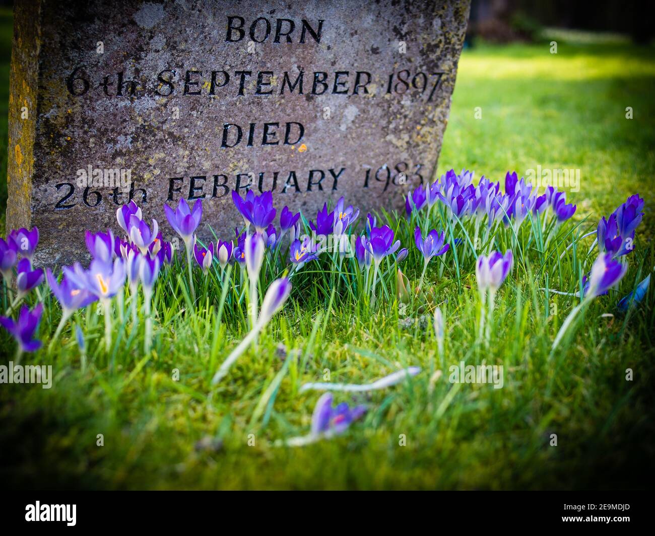 Krokusse vor einem Grabstein auf einem Friedhof in Kintbury, Berkshire, England, Großbritannien. Crocus ist eine Gattung von blühenden Pflanzen in der Iris famii Stockfoto