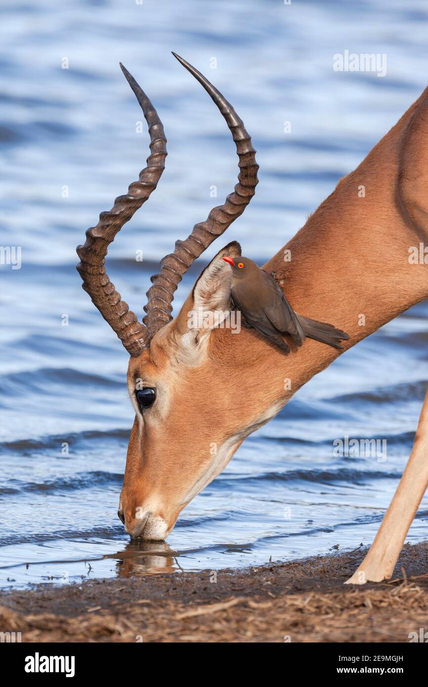 Impala (Aepyceros melampus) trinken, Kruger Nationalpark, Südafrika Stockfoto