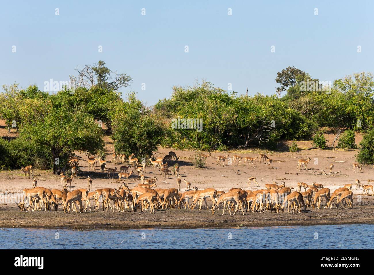 Impala (Aepyceros melampus) Herde, Chobe Nationalpark, Botswana Stockfoto