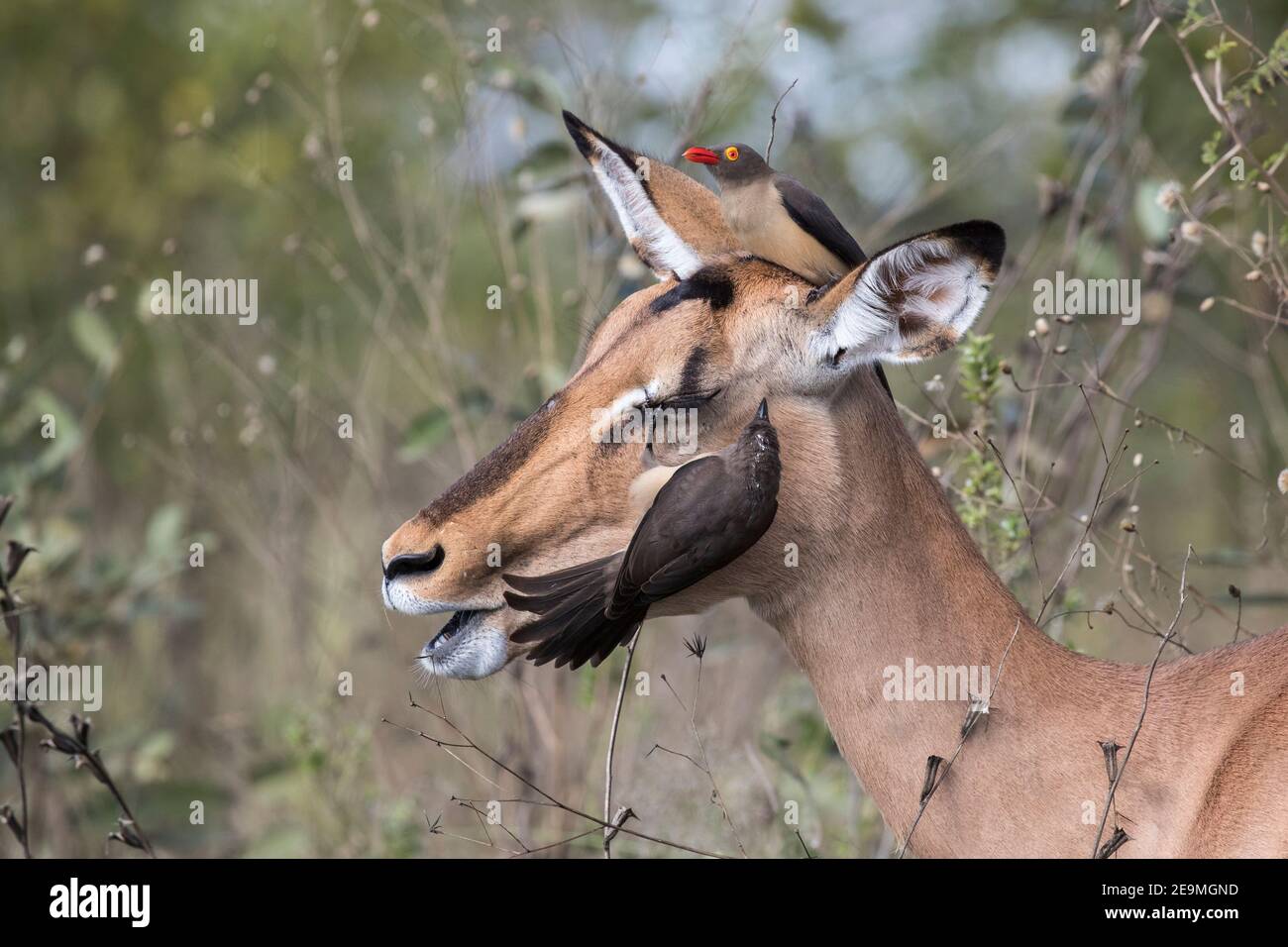 Impala (Aepyceros melampus) mit Rotschnabel-Ochsenspecht (Buphagus erythrorhynchus), Kruger National Park, Südafrika Stockfoto
