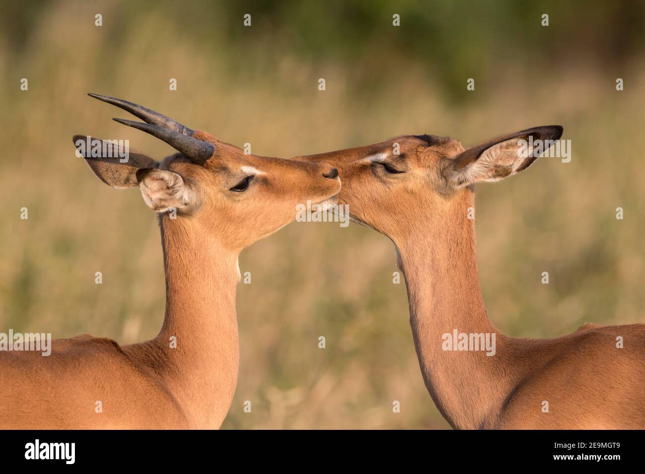 Impala (Aepyceros melampus) Allogrooming, Hluhluwe Imfolozi Wildreservat, Südafrika Stockfoto