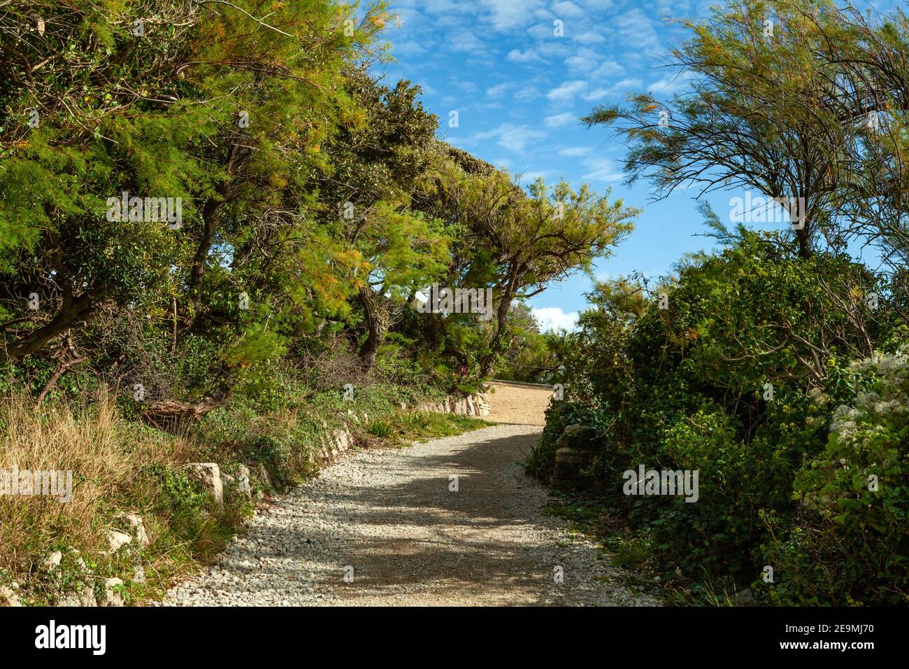 Pfad durch tropisch aussehende Bäume und Vegetation in Dorset, Großbritannien Stockfoto