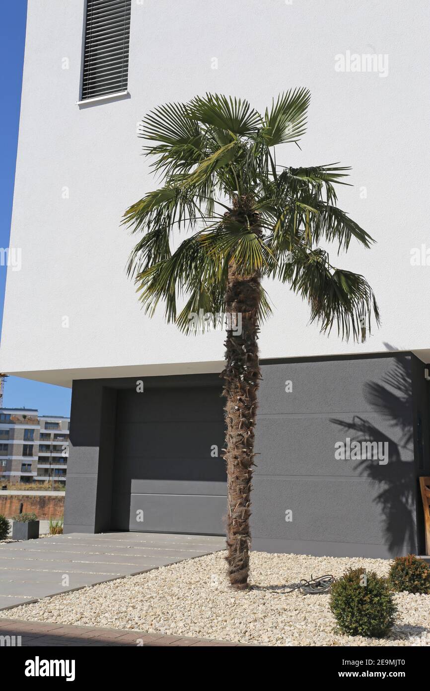 Moderner und gepflegter Vorgarten mit einer Palme Stockfoto