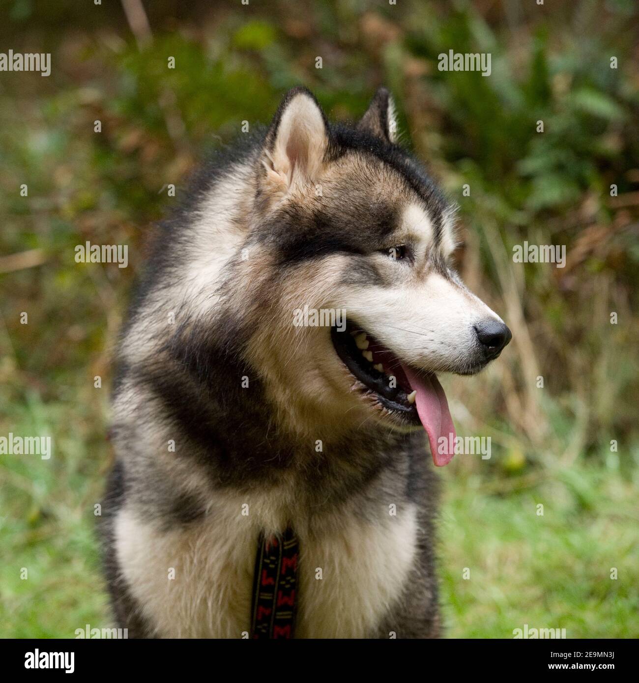Alaskan Malamute Hund Stockfoto