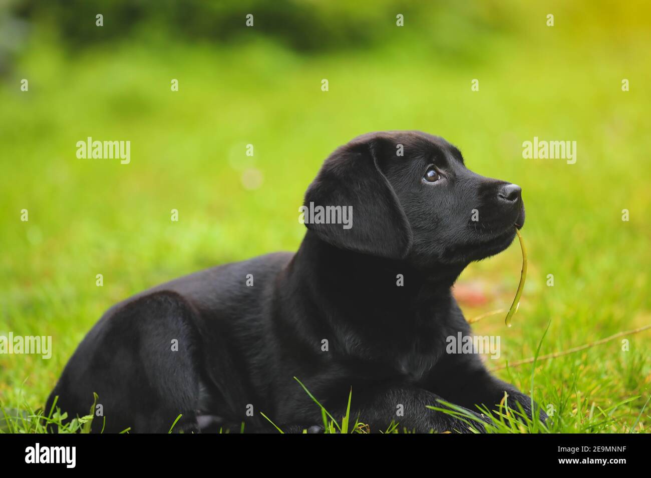 Schwarzer Labrador Welpe auf dem Gras. Glücklicher Hund sitzt im Park. Stockfoto