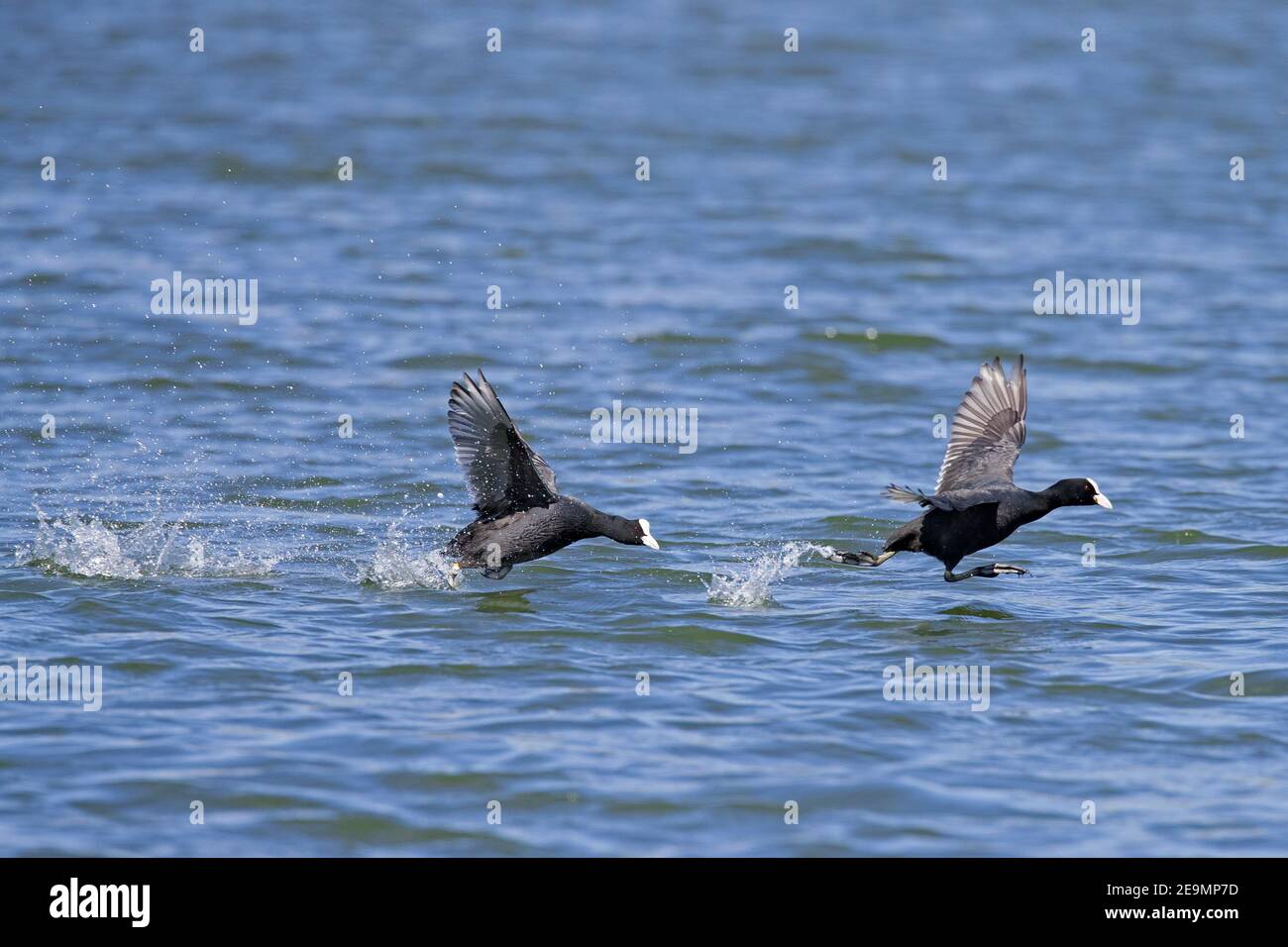 Aggressives Territorium eurasischer Ruß / Blässhühner (Fulica atra) Männchen jagen Eindringling im Teich im Frühjahr Stockfoto