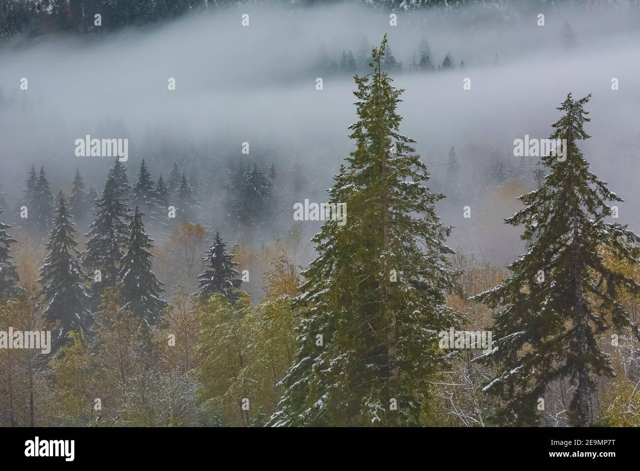 Zweiter Wachstumswald und tief hängende Wolken über dem Skokomish Valley auf der Olympic Peninsula, Washington State, USA Stockfoto