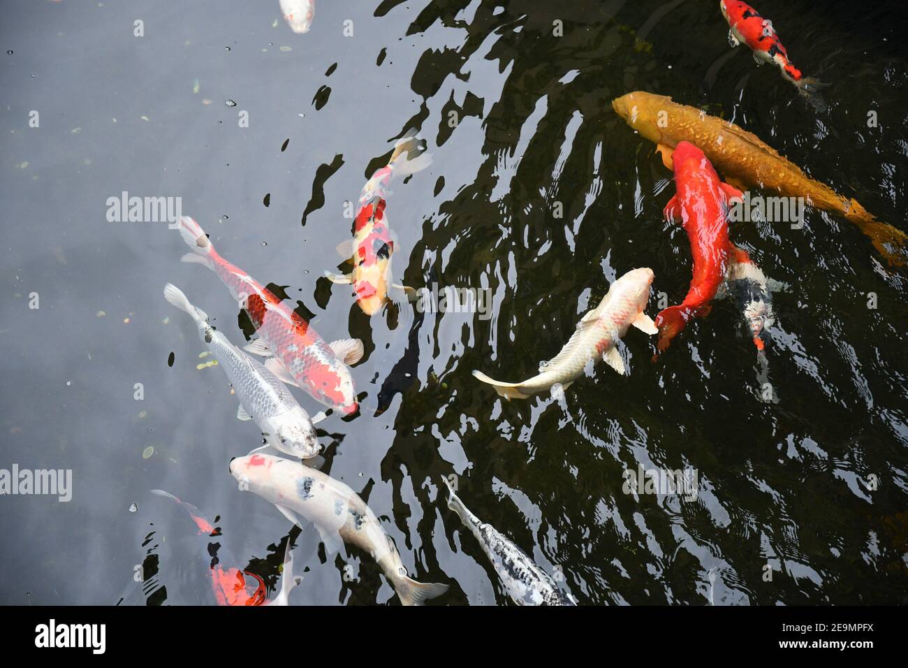 Orange koi und spiegel Fotos und Bildmaterial in hoher Auflösung Alamy