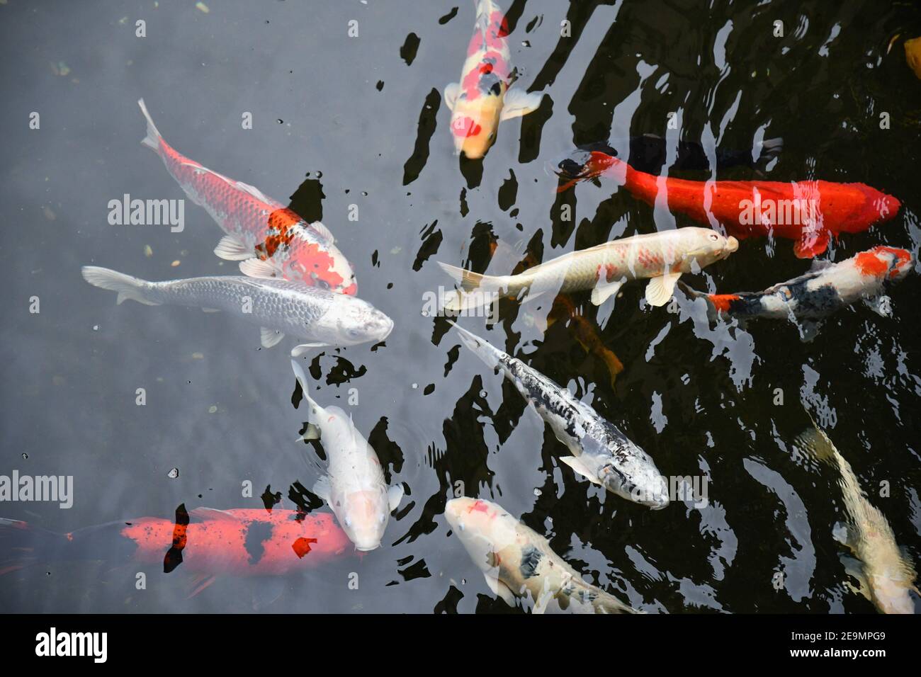 Lake fish underwater Fotos und Bildmaterial in hoher Auflösung Alamy