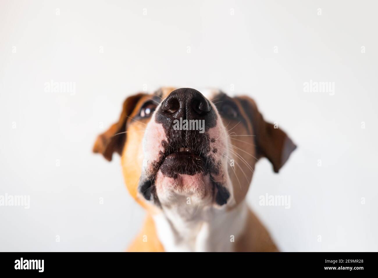 Nahaufnahme einer Hundenase, aufgenommen durch das Glas im weißen Hintergrund. Lustige Tierporträts mit Kopierraum, Fokus auf Nase, geringe Schärfentiefe Stockfoto