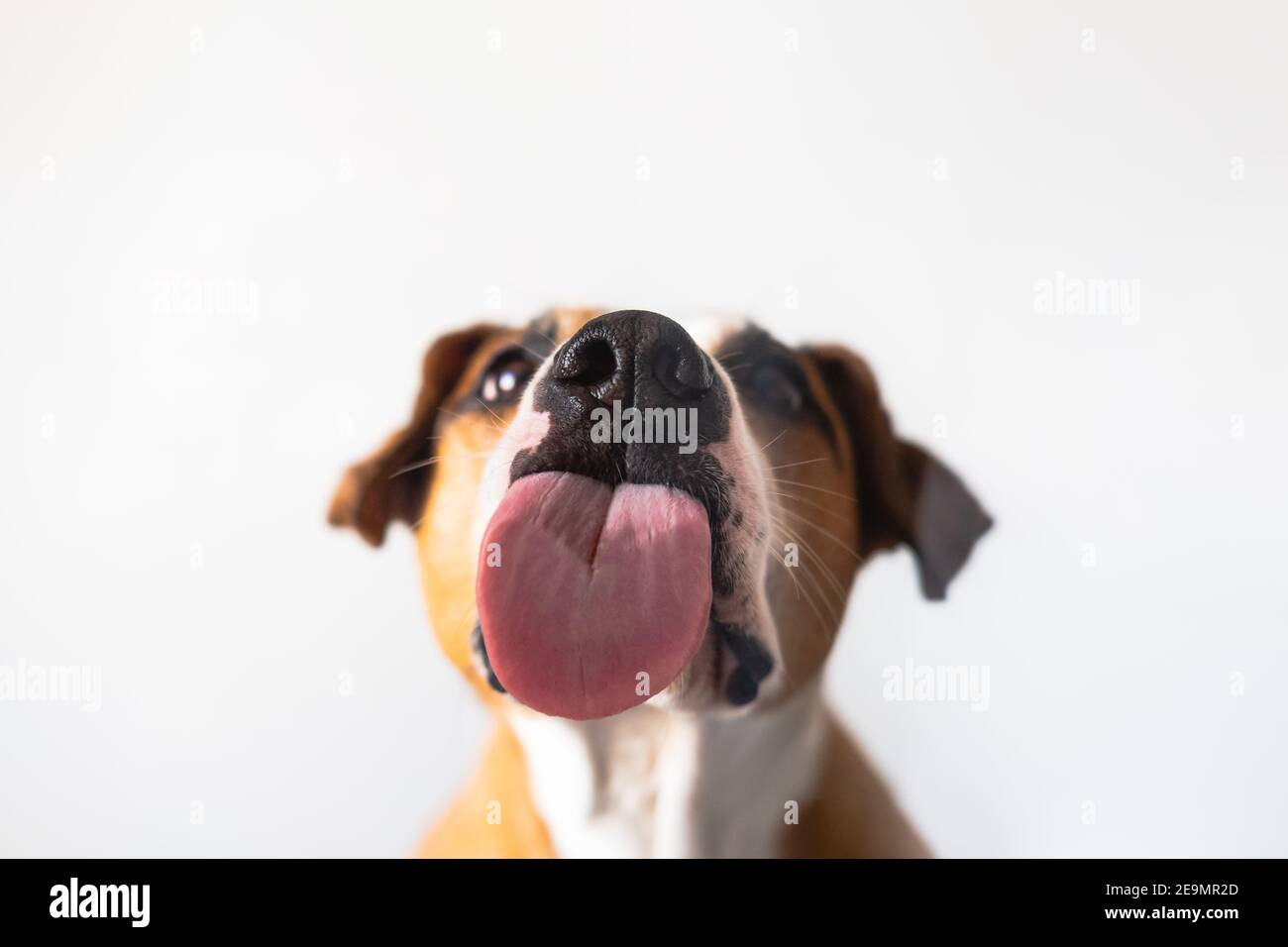 Hund mit leckende Zunge, Nahaufnahme, durch das Glas geschossen. Lustige Haustier Porträt, Fokus auf die Zunge Stockfoto